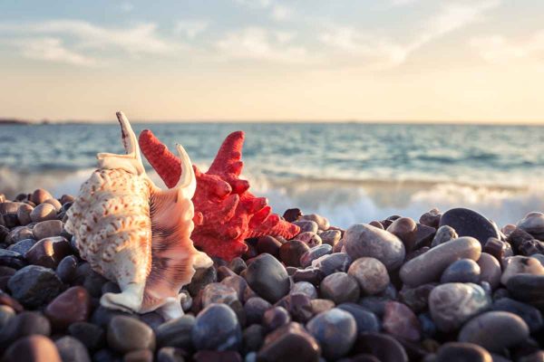 ShellStarfish